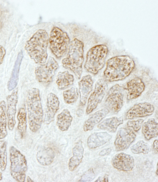 Drosha Antibody in Immunohistochemistry (Paraffin) (IHC (P))