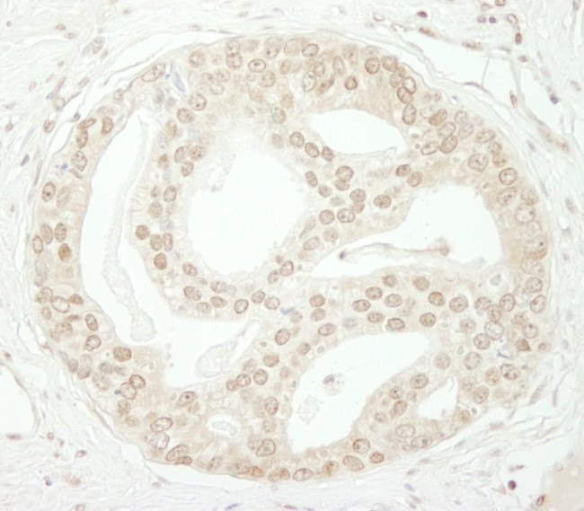 ZBTB40 Antibody in Immunohistochemistry (Paraffin) (IHC (P))