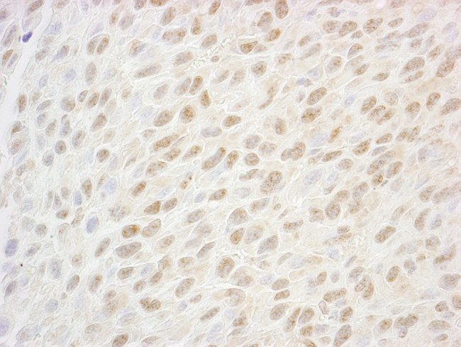 SSB1 Antibody in Immunohistochemistry (Paraffin) (IHC (P))