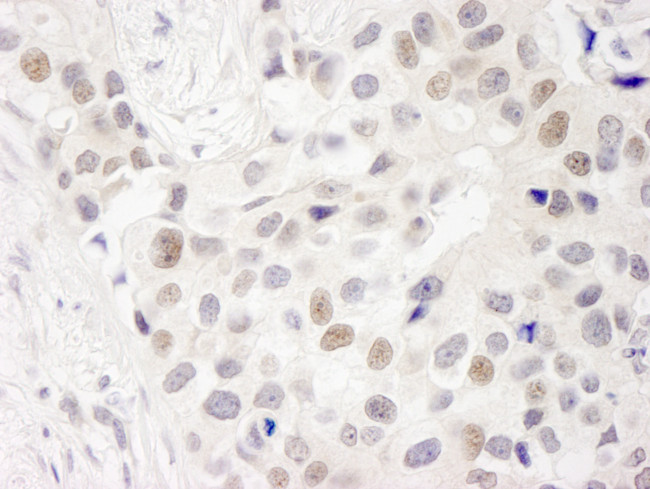 INT7 Antibody in Immunohistochemistry (Paraffin) (IHC (P))