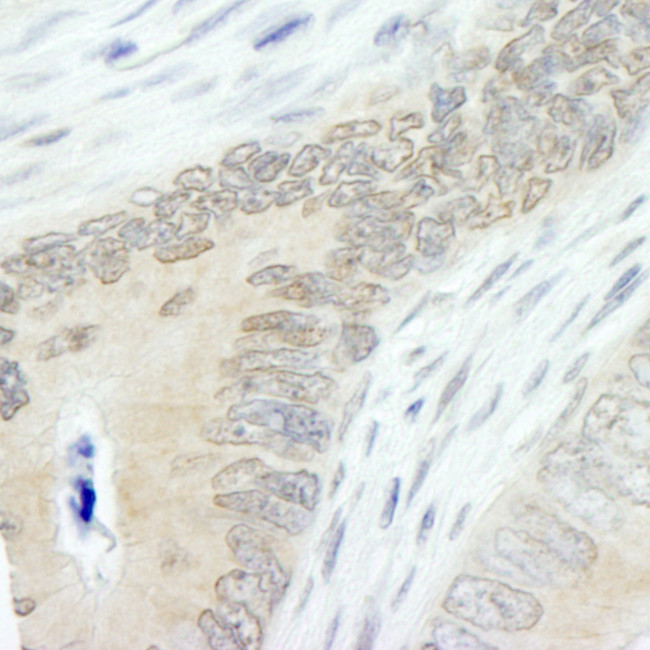 Lasu1/Ureb1 Antibody in Immunohistochemistry (Paraffin) (IHC (P))