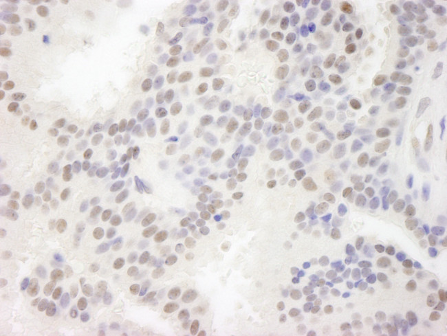 MAML3 Antibody in Immunohistochemistry (Paraffin) (IHC (P))
