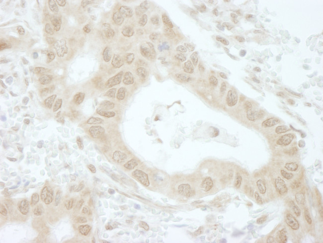 Tip41 Antibody in Immunohistochemistry (Paraffin) (IHC (P))