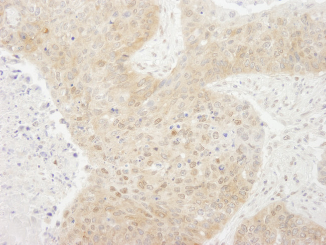 TORC1 Antibody in Immunohistochemistry (Paraffin) (IHC (P))