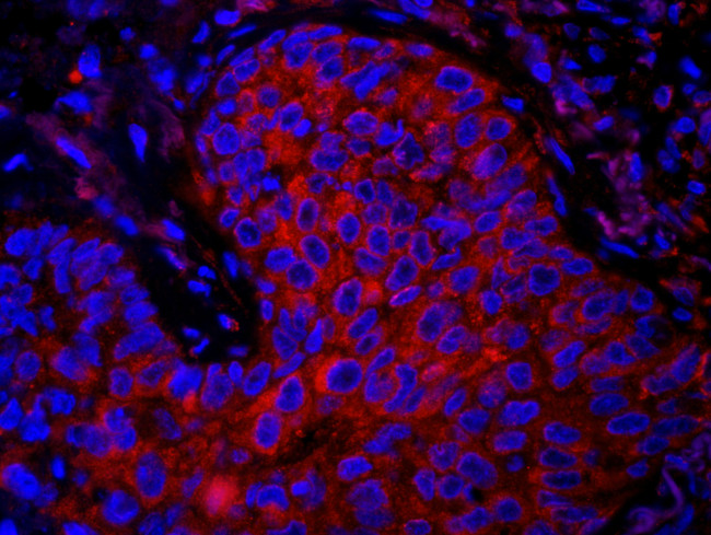 eEF1G Antibody in Immunohistochemistry (Paraffin) (IHC (P))