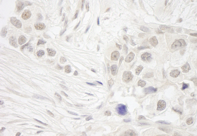 DC8 Antibody in Immunohistochemistry (Paraffin) (IHC (P))