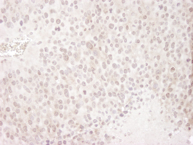 Gemin4 Antibody in Immunohistochemistry (Paraffin) (IHC (P))