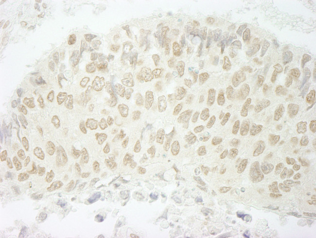 SFRS8/SWAP Antibody in Immunohistochemistry (Paraffin) (IHC (P))