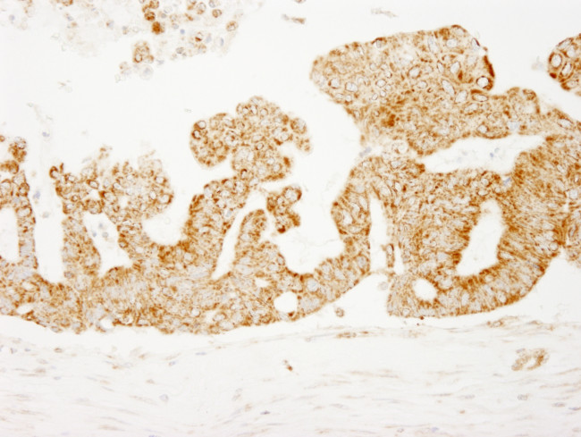 COX4 Antibody in Immunohistochemistry (Paraffin) (IHC (P))