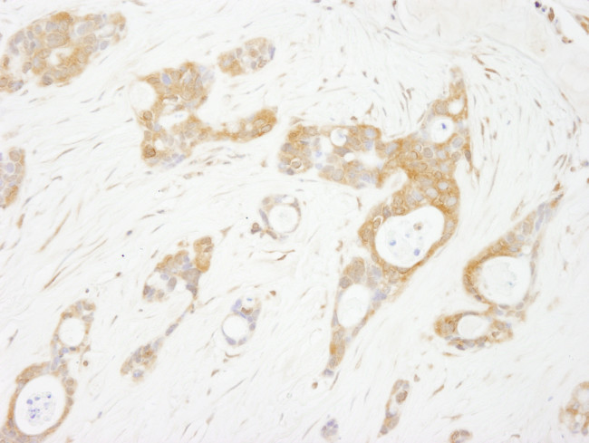 OSR1 Antibody in Immunohistochemistry (Paraffin) (IHC (P))