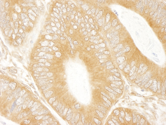 ABC50 Antibody in Immunohistochemistry (Paraffin) (IHC (P))