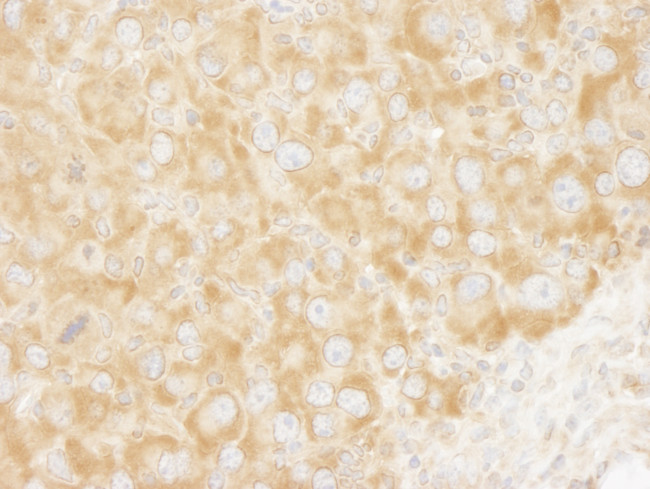 eIF3A/eIF3S10 Antibody in Immunohistochemistry (Paraffin) (IHC (P))