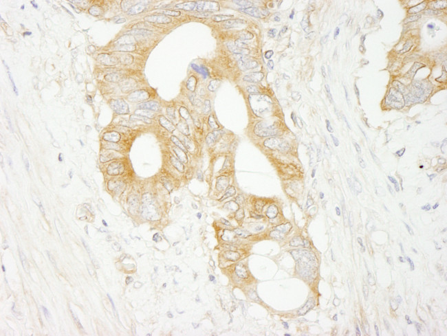 eIF3J/EIF3S1 Antibody in Immunohistochemistry (Paraffin) (IHC (P))