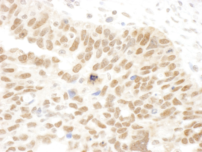 Abraxas Antibody in Immunohistochemistry (Paraffin) (IHC (P))