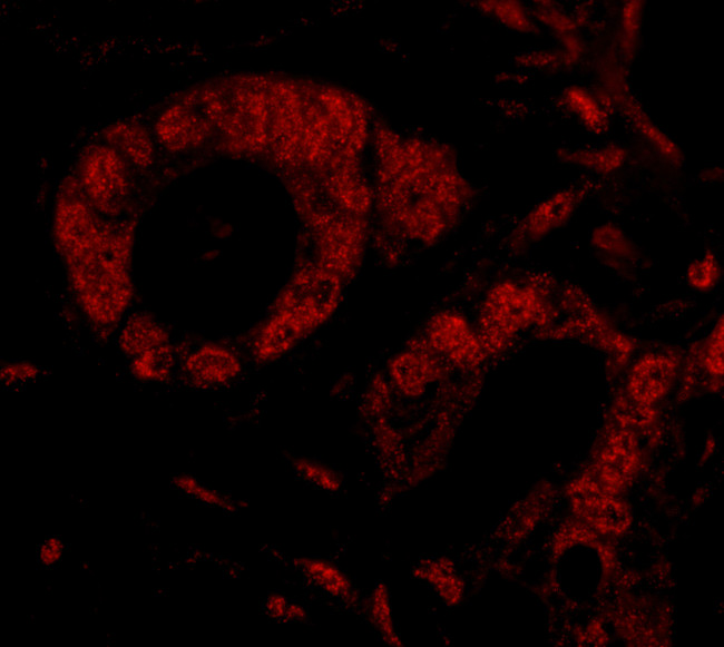 SMG9 Antibody in Immunohistochemistry (Paraffin) (IHC (P))