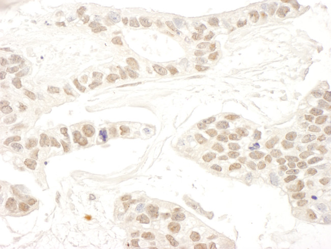 RBM34 Antibody in Immunohistochemistry (Paraffin) (IHC (P))