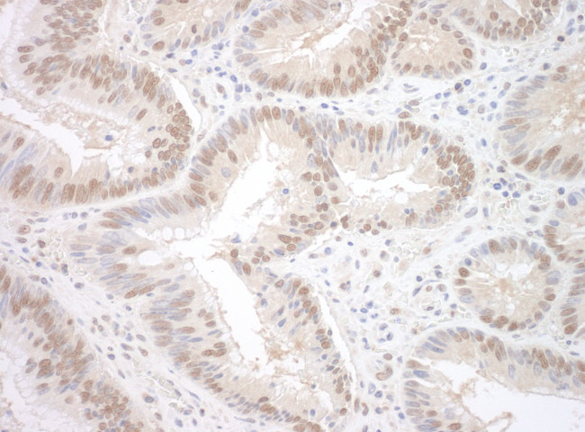 SPF45 Antibody in Immunohistochemistry (Paraffin) (IHC (P))
