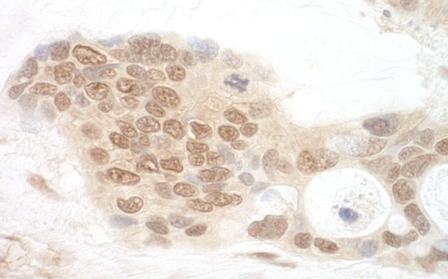 APC7 Antibody in Immunohistochemistry (Paraffin) (IHC (P))