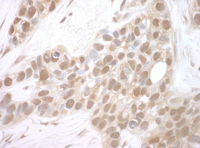 MERIT40 Antibody in Immunohistochemistry (Paraffin) (IHC (P))