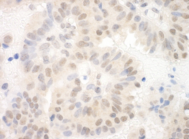 SAP130 Antibody in Immunohistochemistry (Paraffin) (IHC (P))