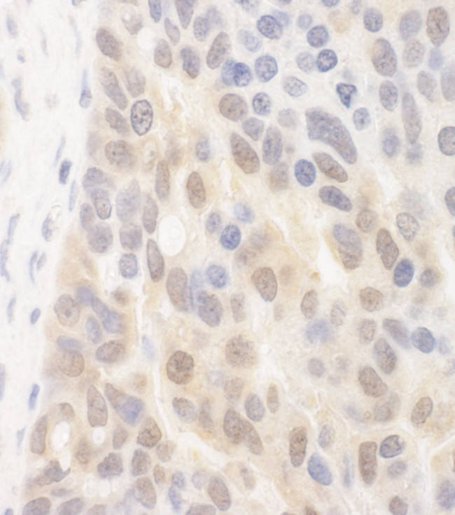 SPATA2 Antibody in Immunohistochemistry (Paraffin) (IHC (P))