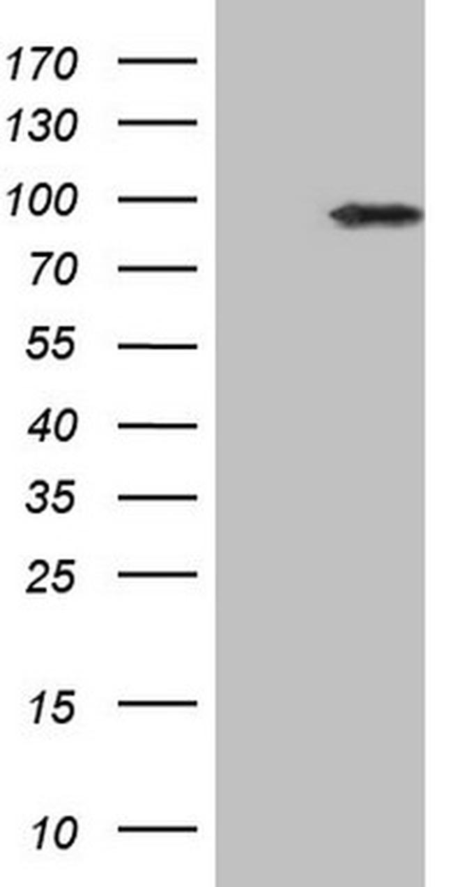 IKBKE Antibody in Western Blot (WB)
