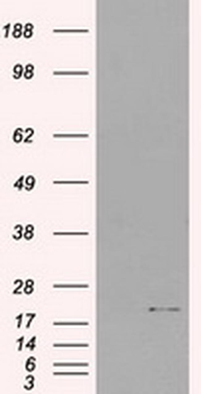 IL-3 Antibody in Western Blot (WB)