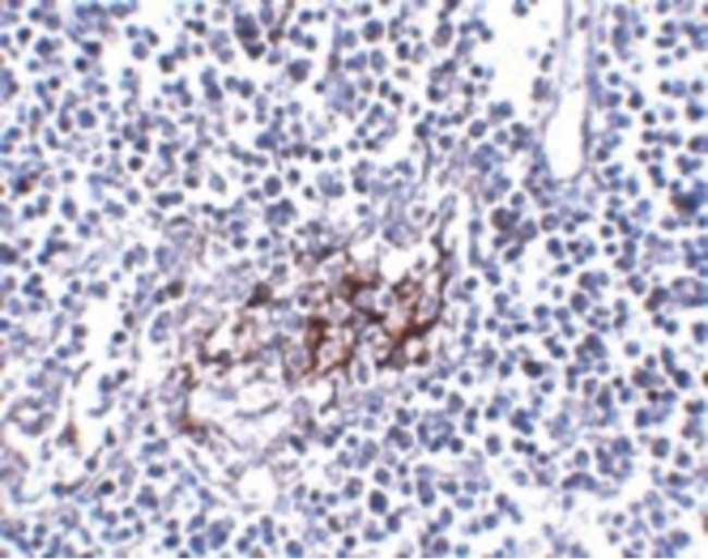 IL-33 Antibody in Immunohistochemistry (IHC)