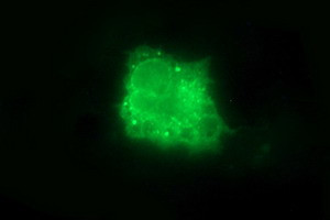 IL10RA Antibody in Immunocytochemistry (ICC/IF)