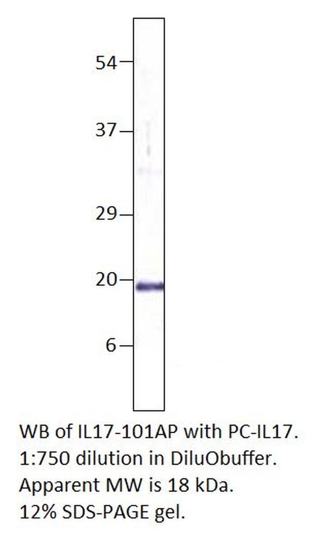 IL17A Antibody in Western Blot (WB)