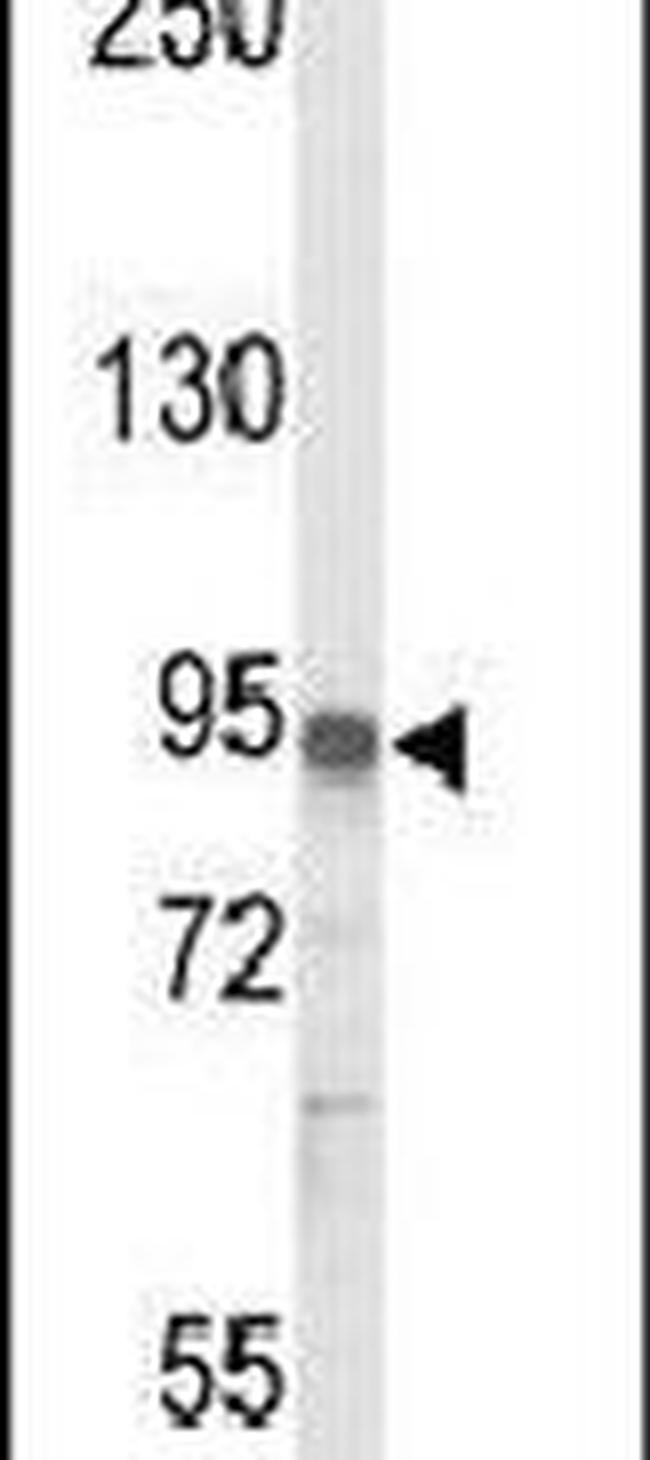 IL17RD Antibody in Western Blot (WB)