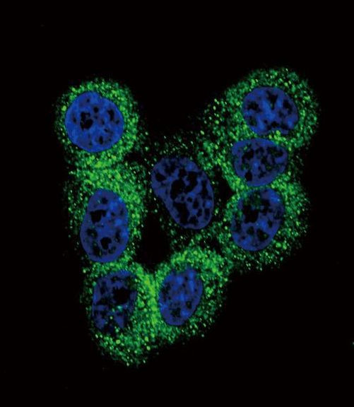 IL-18 Antibody in Immunocytochemistry (ICC/IF)