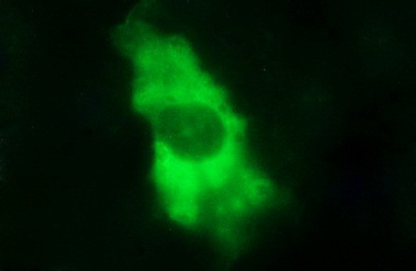 IL1A Antibody in Immunocytochemistry (ICC/IF)