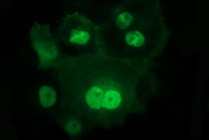 IL1A Antibody in Immunocytochemistry (ICC/IF)