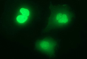 IL1A Antibody in Immunocytochemistry (ICC/IF)