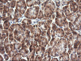 IL1F9 Antibody in Immunohistochemistry (Paraffin) (IHC (P))