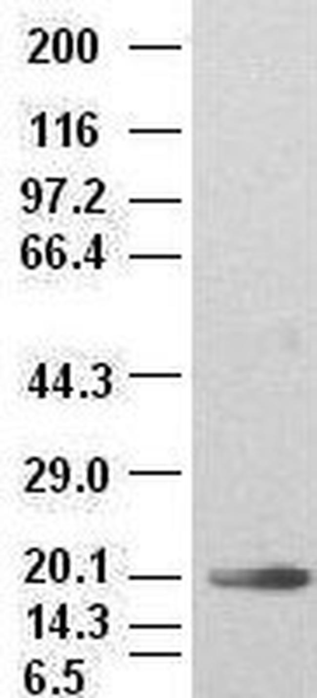 IL6 Antibody in Western Blot (WB)