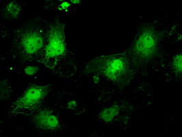 ILF2 Antibody in Immunocytochemistry (ICC/IF)