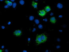 ILVBL Antibody in Immunocytochemistry (ICC/IF)