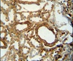 INSC Antibody in Immunohistochemistry (IHC)