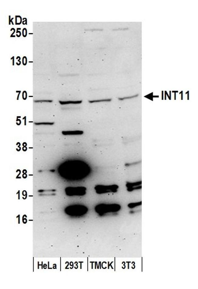 INT11 Antibody in Western Blot (WB)