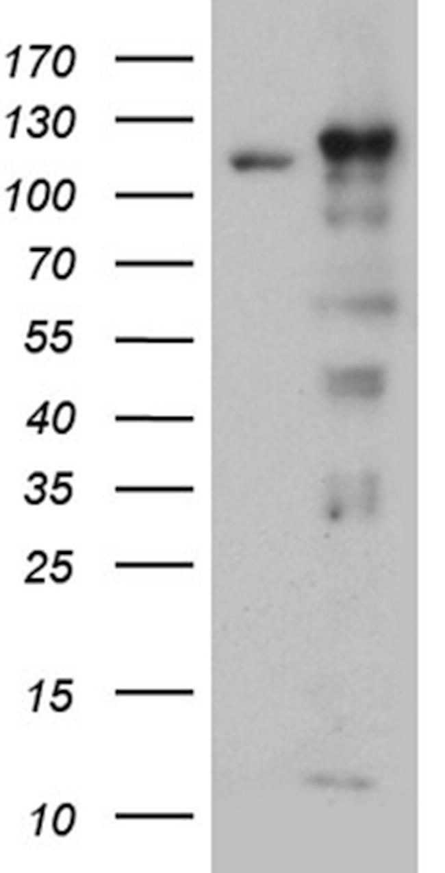 IPO5 Antibody in Western Blot (WB)