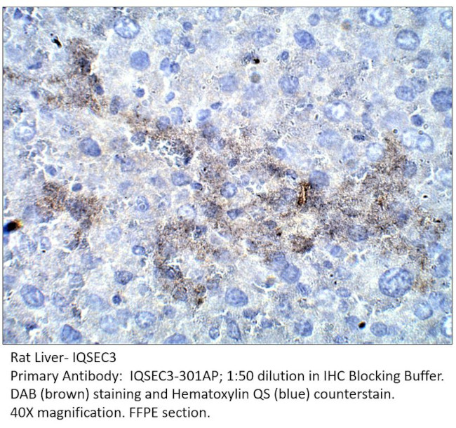 IQSEC3 Antibody in Immunohistochemistry (IHC)