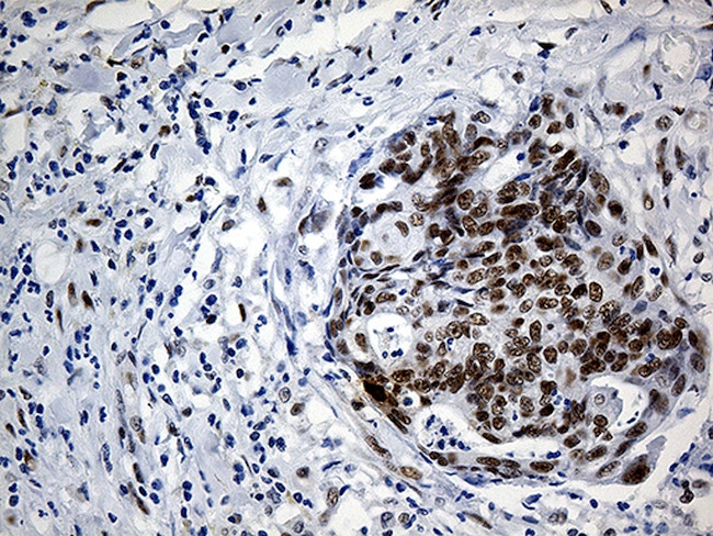 IRF2BP1 Antibody in Immunohistochemistry (Paraffin) (IHC (P))