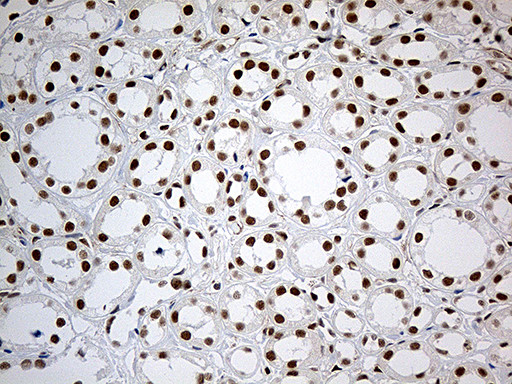 IRF2BP1 Antibody in Immunohistochemistry (Paraffin) (IHC (P))