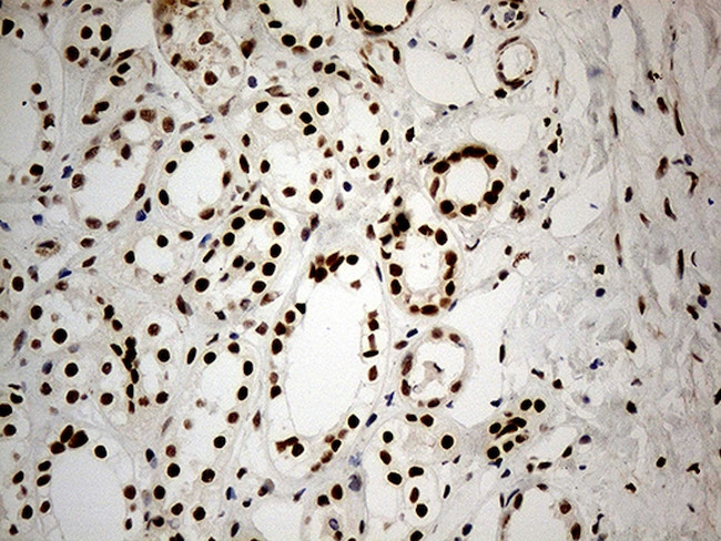 IRF2BP1 Antibody in Immunohistochemistry (Paraffin) (IHC (P))