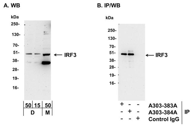 IRF3 Antibody in Western Blot (WB)