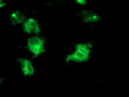 IRF6 Antibody in Immunocytochemistry (ICC/IF)