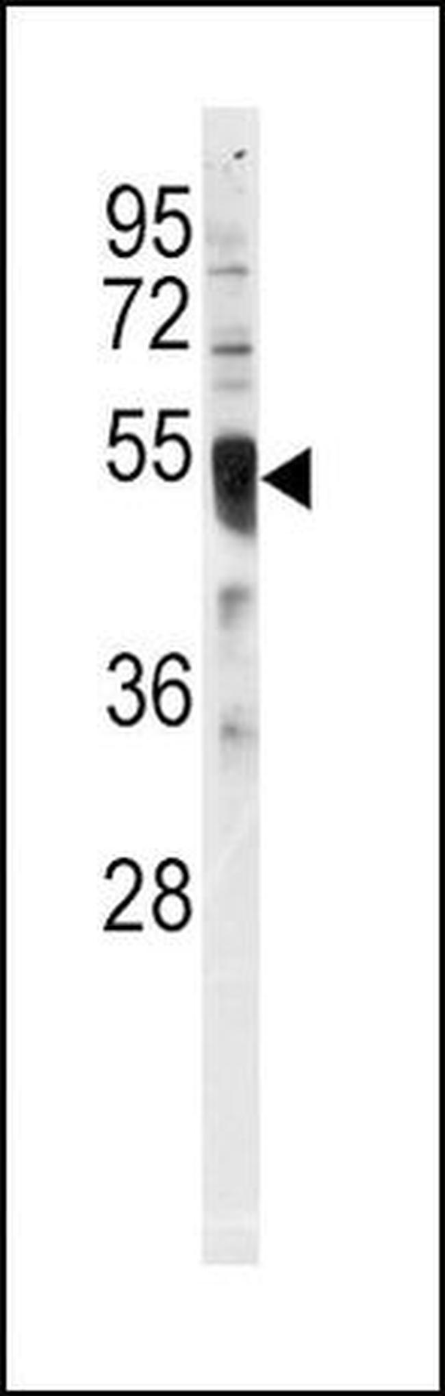 IRF8 Antibody in Western Blot (WB)