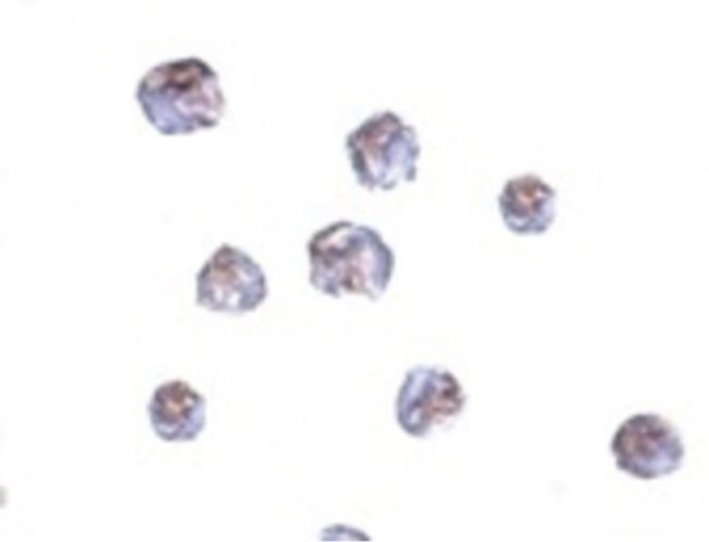 IRGC Antibody in Immunocytochemistry (ICC/IF)